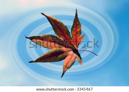 Japanese maple leaf swirling