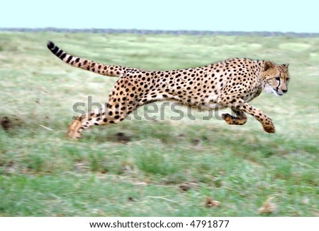Cheetah running on open plain