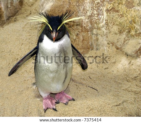 Penguin With Hair