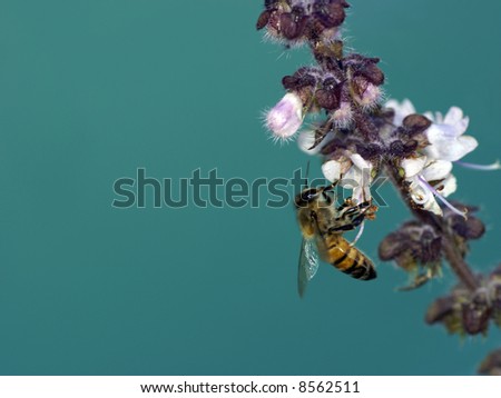 The pollinator - african bee