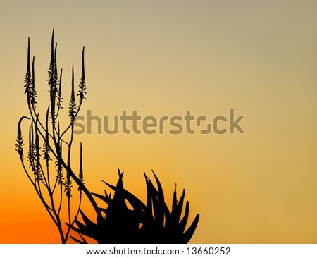 Aloe plant and flowers silhouetted in a Namibia, Africa, pre-dawn glow