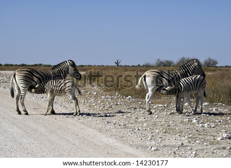Double-take - two zebra calves feeding, Etosha Pan, Namibia
