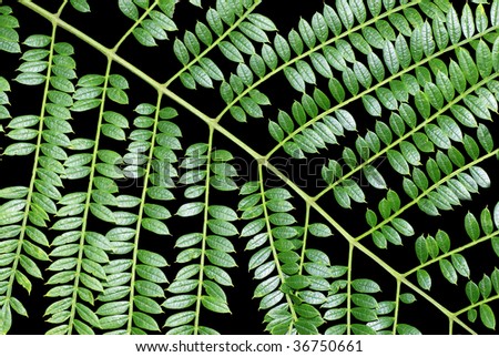 Green Jacaranda leaves on black background