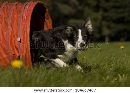 black border collie, which runs out of the tunnel