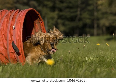 golden spaniel, which runs out of the tunnel