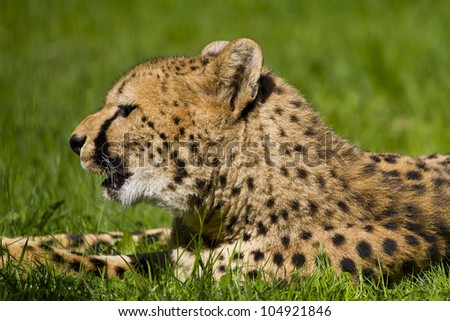Cheetah yawning and bored, lying in the grass