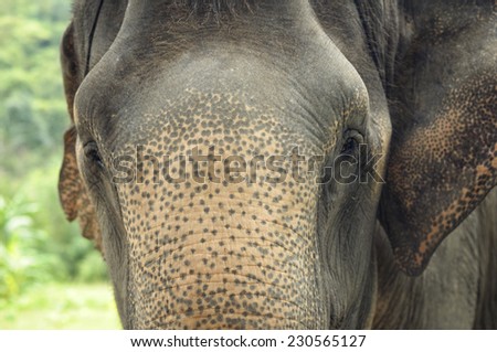 Asian elephant face to face