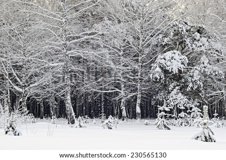 Snowy winter in Siberia