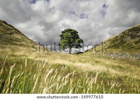 One of the most famous points on HadrianÃ¢Â?Â?s Wall is Sycamore Gap, where a beautiful sycamore tree has withstood the rigours of the Northumberland weather for many years.