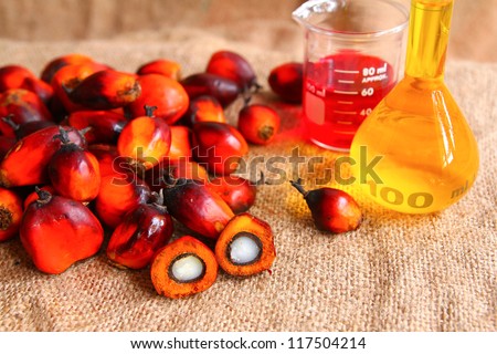 Oil Palm fruits with palm oil