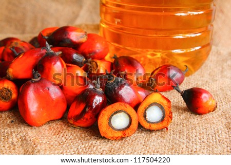 Oil Palm fruits with palm oil