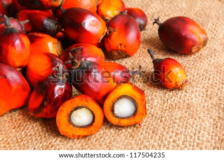 Oil Palm fruits with cut fruit