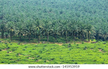 Oil palm trees in plantation
