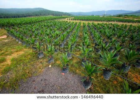 Oil palm plantation nursery