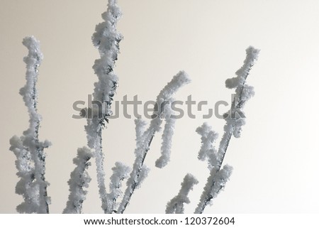 Close-up of frost on a tree in winter