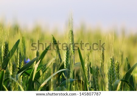 Grain filed