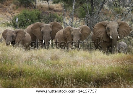 Elephants standing in line