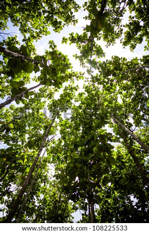 Chiang Mai, THAILAND - June 16, 2012: Looking up at the forest at teak tree with big leaves.