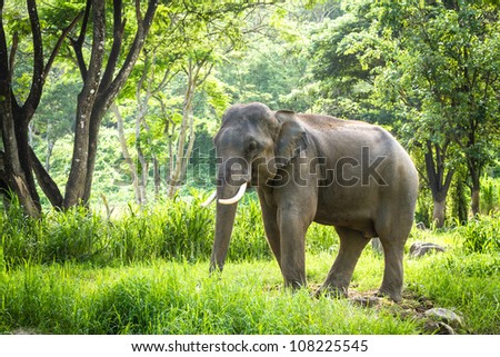 Chiang Mai, THAILAND - June 14, 2012: Mature male bull elephant with long tusks stands in the middle of the forest in the jungle of Chiang Mai. There are many conservation park in Chiang Mai.