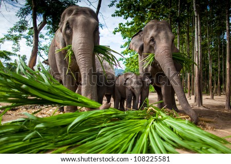 Chiang Mai, Thailand - June 16, 2012: Group Of Elephants Playing, Eating Sugar Cane With Their Herd.