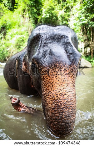 CHIANG MAI, THAILAND - June 14, 2012: Mature elephant sits in the middle of the waterfall, river with its head poking out. There are many conservation park in Chiang Mai.