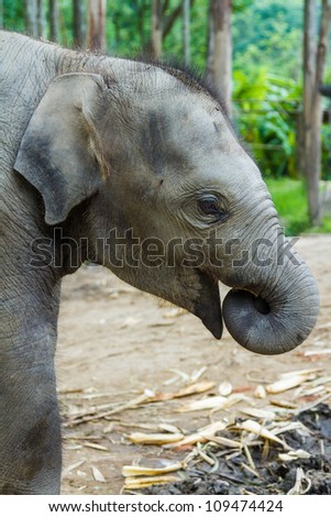 CHIANG MAI, THAILAND - June 14, 2012: Baby elephant profile with trunk in its mouth. There are many conservation park in Chiang Mai.
