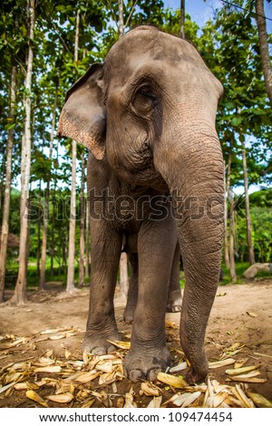 CHIANG MAI, THAILAND - June 16, 2012: Elephant eating corns of the ground with rice field in the background.