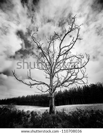 Black and White Alone Dead Tree with dramatic sky and pine plantation in the background