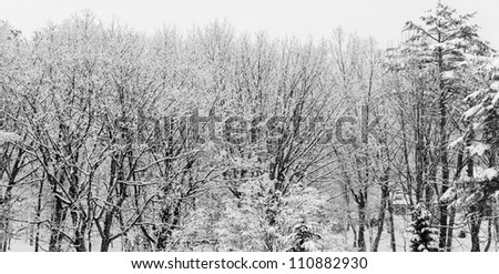 A view looking out into layers of snow covered winter trees with no leaves in Hakuba, Japan.