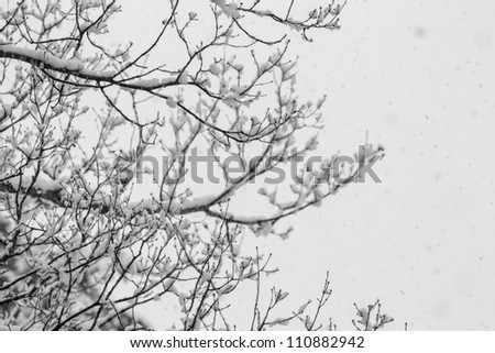 A view looking out to new snow covered winter trees with no leaves in Hakuba, Japan. Snow covered twigs, branches that look like snow flowers.