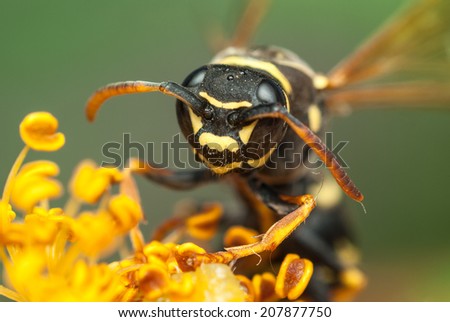 Close-up photo of a wasp on a flower. Shallow depth of field.