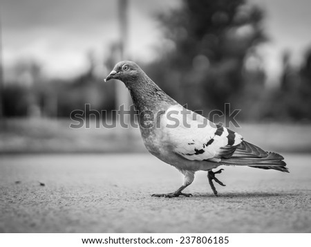 Single pigeon walking. Rock dove on asphalt city park alley in black and white