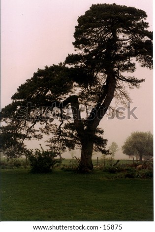 Bent tree with antique plow at base, background fading into mist