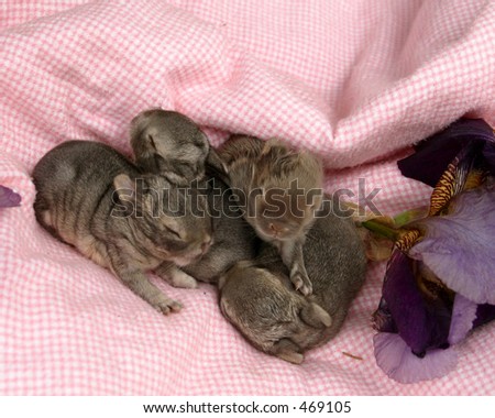baby bunnies on blanket