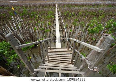 Bridge of bamboo forest for cultivation  education center at Samut Sakhon, Thailand.
