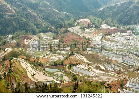 Terraced rice field in china.