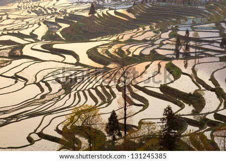 Terraced rice field in china.