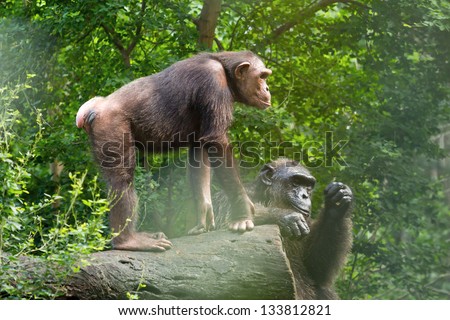 Chimpanzees in the zoo.