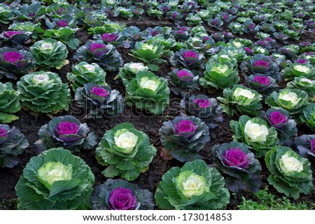 Color cabbage in the garden.