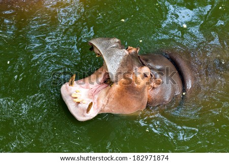Hippopotamus in the zoo request for more feeding food.