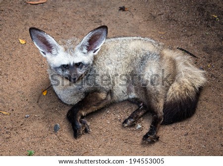 Bat-eared fox.