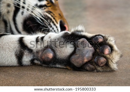 tiger paw.