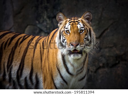 The tiger Asia.