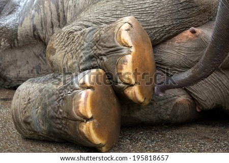 Elephant foot.