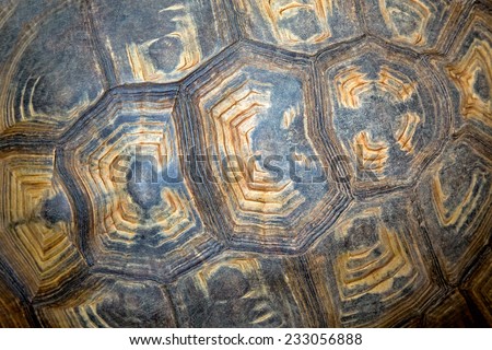 Pattern of turtle shell.
