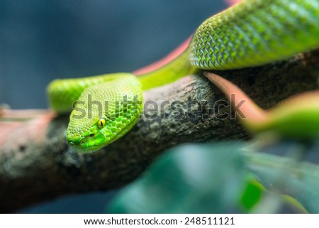 Big eyed pit viper (green viper)