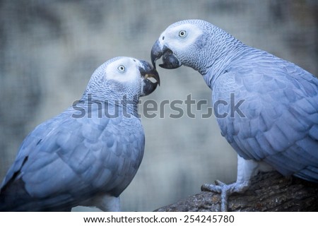 Gray African Parrot.