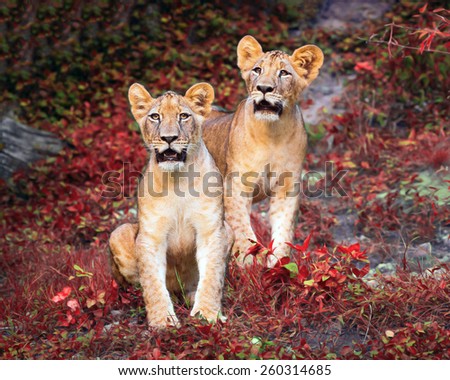 Two young Lions in zoo.