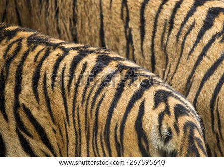 close up tiger skin texture.