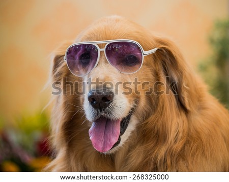 Golden dogs wear the sunglasses.